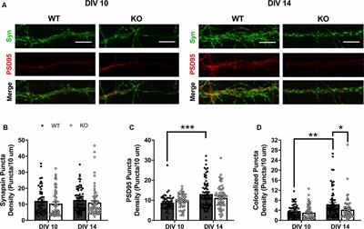 The Fragile X Mental Retardation Protein Regulates Striatal Medium Spiny Neuron Synapse Density and Dendritic Spine Morphology